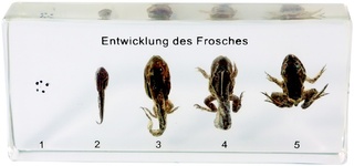 Vývojová stádia žáby